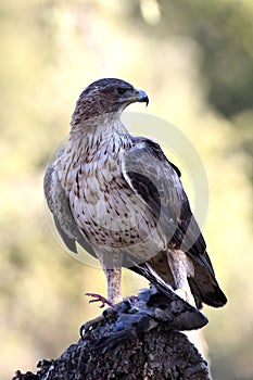Partridge eagle